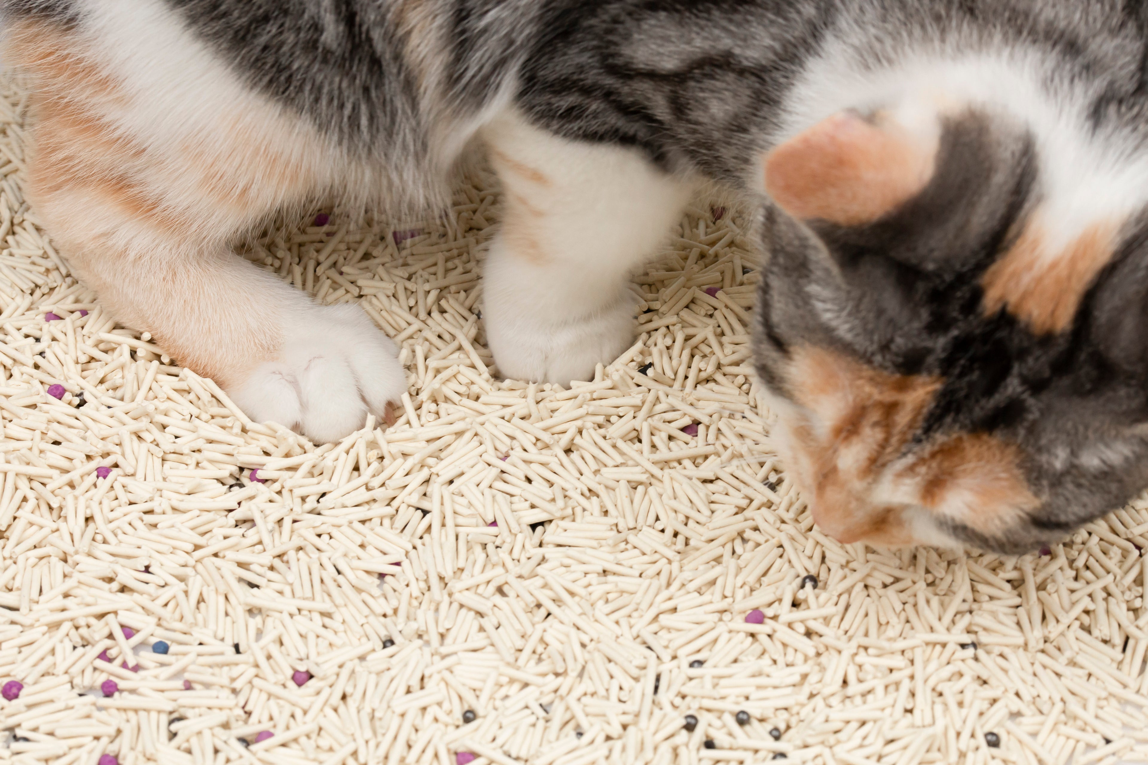 [Cat Factory AU] Six-Factor Tofu Cat Litter - Milk