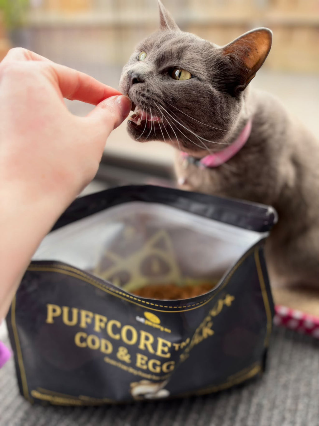 Center-Filled Cat Dry Food | Cod & Egg Yolk | PUFFCORE™ PRO+