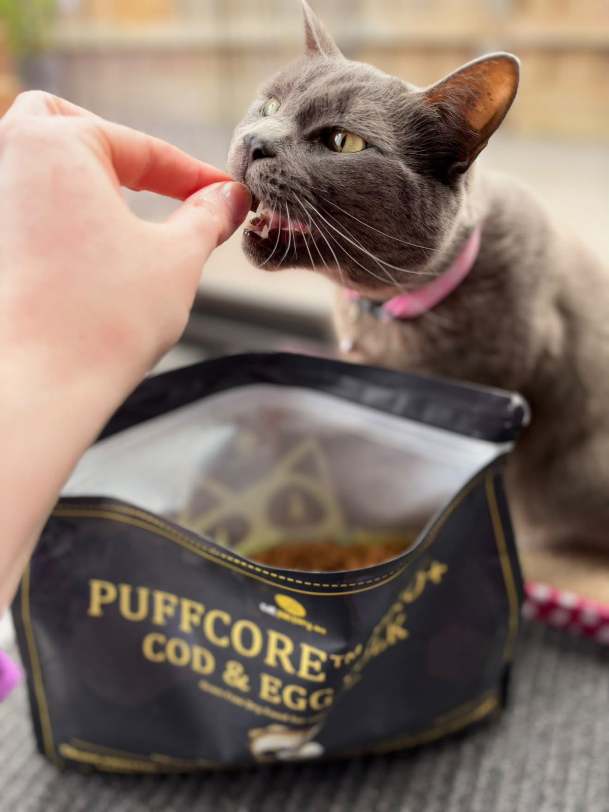 Center-Filled Cat Dry Food | Cod & Egg Yolk | PUFFCORE™ PRO+