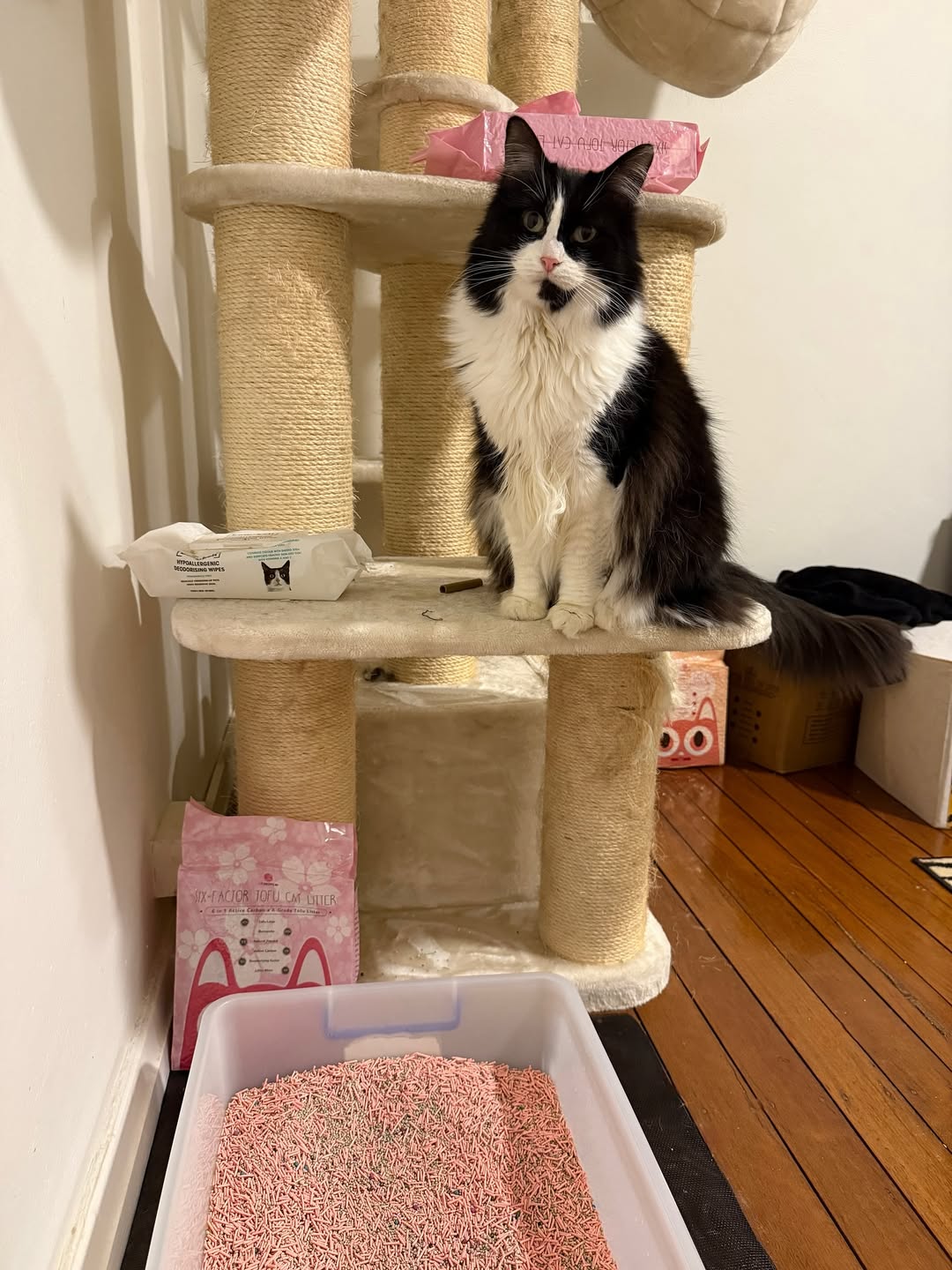 [Cat Factory AU] Six-Factor Tofu Cat Litter - Sakura/Cherry Blossom